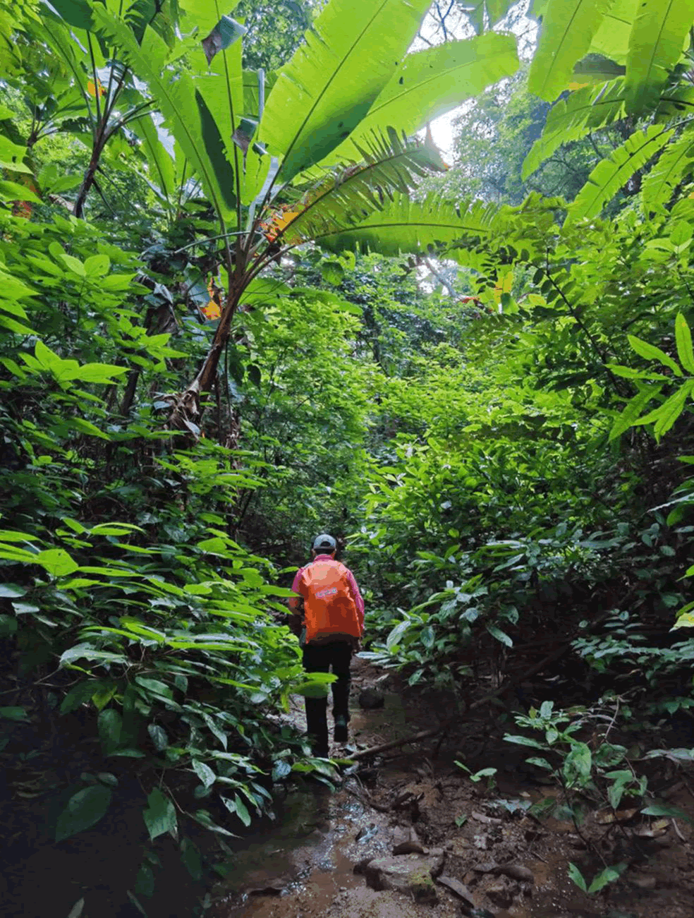 基诺山雨林徒步